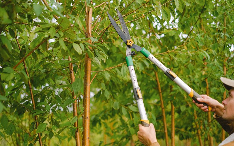 Tree trimming in Merrimac, WI