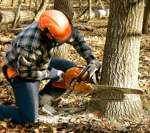 Tree Removal in Merrimac, WI
